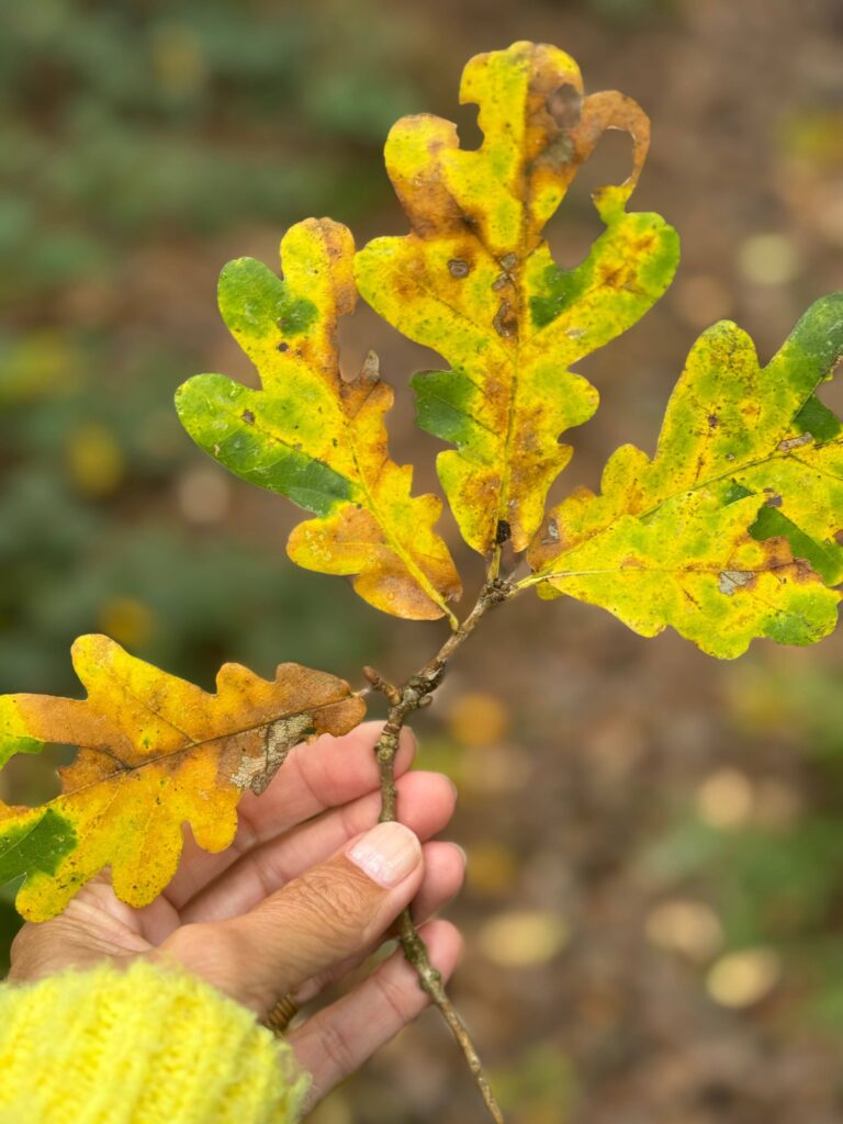 De overgang naar de herfst