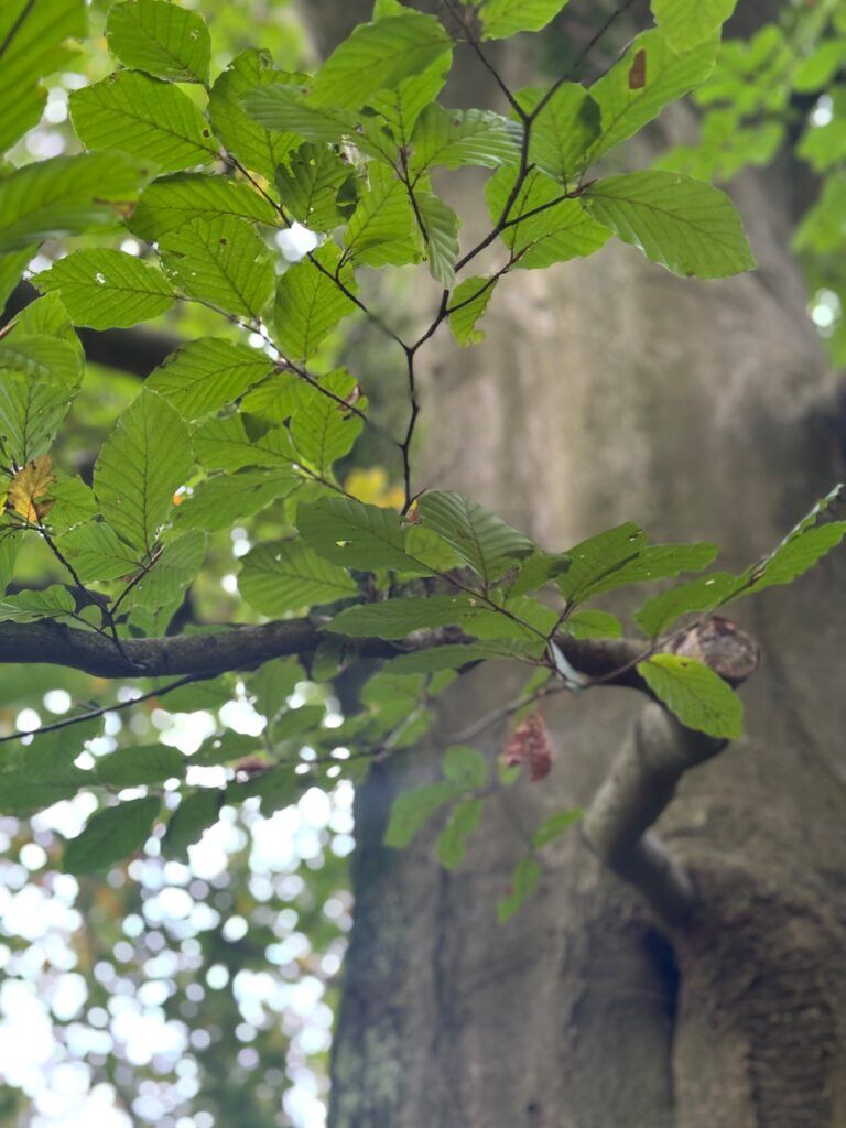 Vertragen en meebewegen met het herfstseizoen